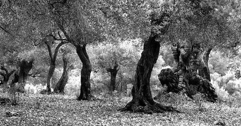 El paisatge fantasmagòric de les oliveres a les possessions mallorquines. © Fotografia de Carles Domènec